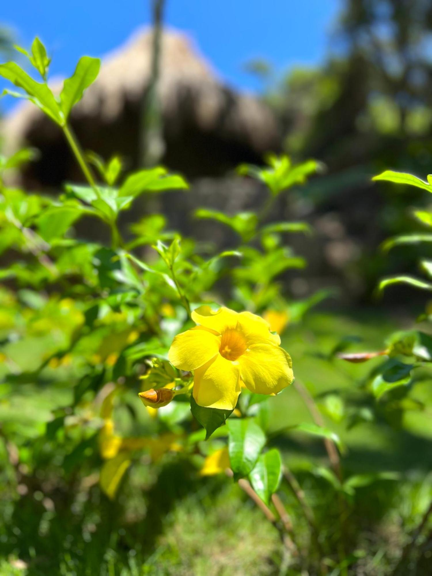 Zirwa Hotel Boutique - Dentro Del Parque Tayrona Эль-Саино Экстерьер фото
